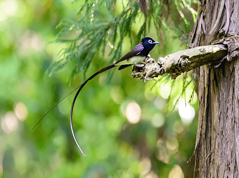 Japanese Paradise Flycatcher showing off its long tail
