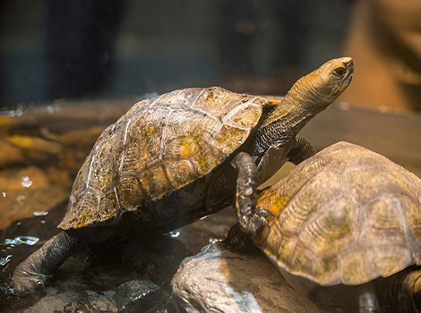 Japanese Pond Turtle freshwater turtle with olive-green shell