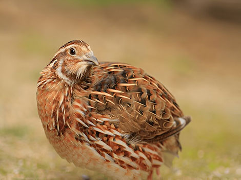 Japanese Quail small plump bird with patterned plumage
