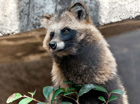 Japanese Raccoon Dog fluffy fur and distinctive facial mask