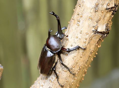 Japanese rhinoceros beetle clinging to tree bark
