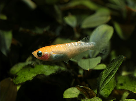 Japanese rice fish with translucent body