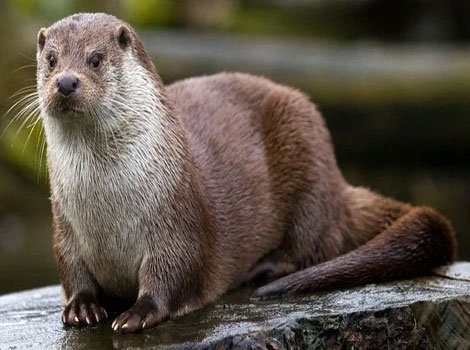 Japanese River Otter sleek brown fur and webbed feet