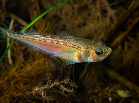 Japanese sandfish blending into seabed