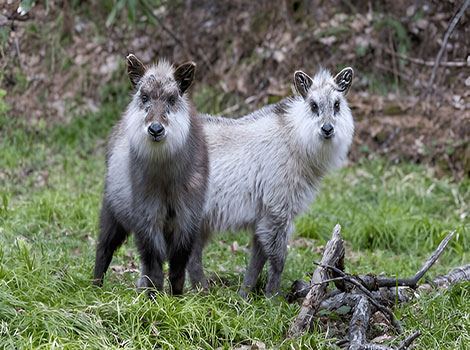 Japanese Serow stocky body and short horns