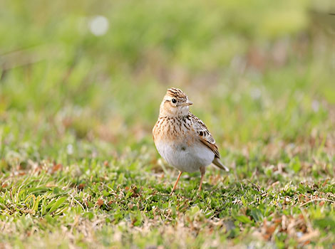 Japanese skylark with brown streaked plumage