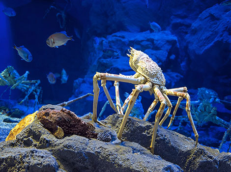 Japanese spider crab scuttling on ocean floor