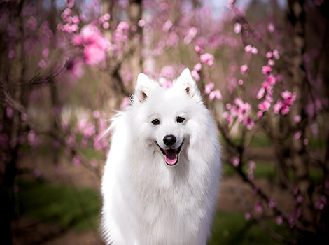Japanese Spitz small dog with fluffy white fur