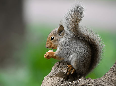 Japanese squirrel small size and bushy tail
