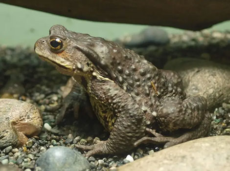 Japanese stream toad with dark stripe pattern