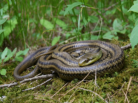 Japanese Striped Snake with yellow and black stripes