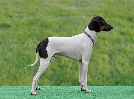 Japanese Terrier sleek body and pointed ears