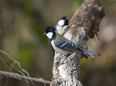 Japanese Tit small bird with yellow underparts and olive-green back