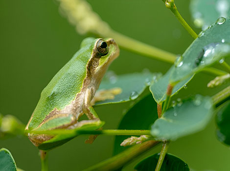 Japanese tree frog with bright green skin