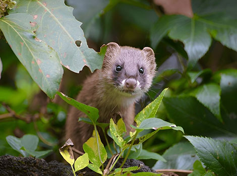 Japanese Weasel reddish-brown fur and long body