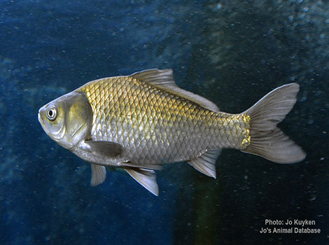 Japanese white crucian carp with pale scales