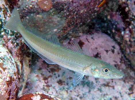 Japanese whiting with streamlined body