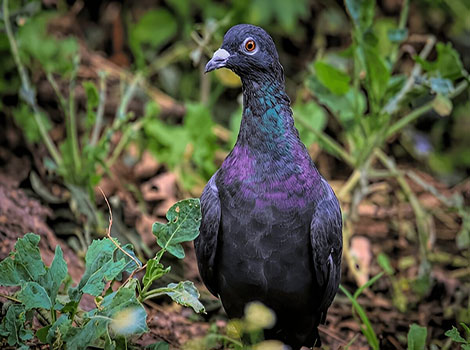 Japanese wood pigeon with grey feathers
