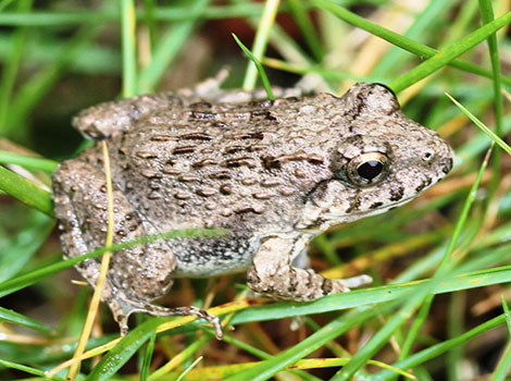 Japanese wrinkled frog with bumpy skin