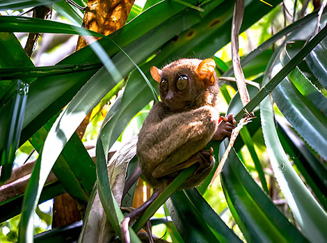 Jatna's Tarsier small primate with large eyes