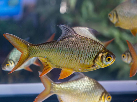 Java barb with golden and silver scales
