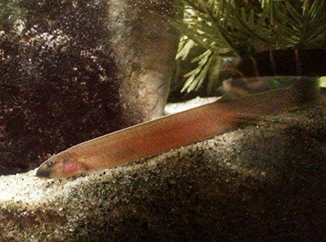 Java loach with elongated body and stripes