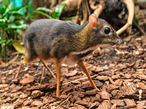 Java Mouse-Deer tiny body and reddish-brown fur