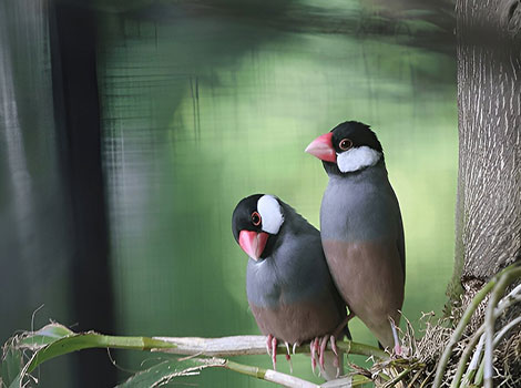 Java Sparrow small bird with pink bill and black cheeks