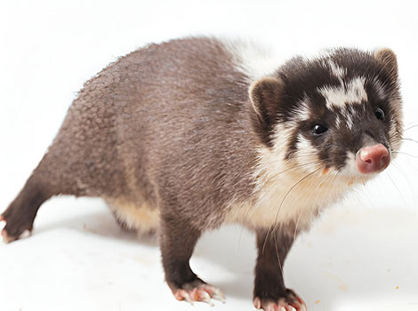 Javan Ferret-Badger small brown mammal with white markings