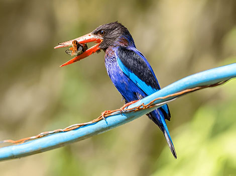 Javan kingfisher with cobalt blue plumage