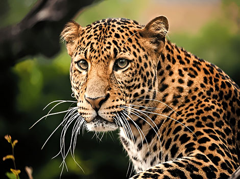 Javan leopard spotted coat and agile build