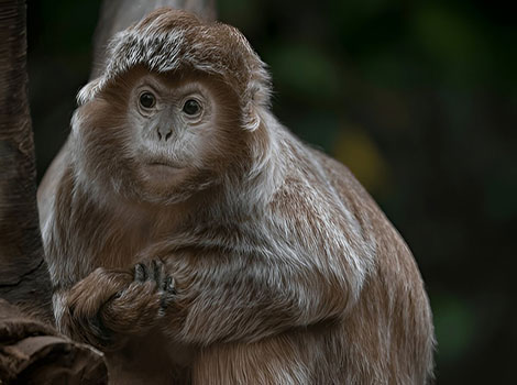 Javan Lutung black fur and long white beard