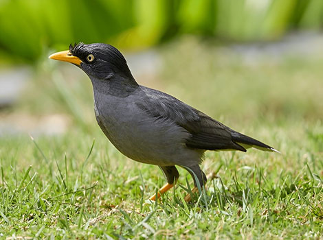 Javan Myna glossy black bird with yellow accents