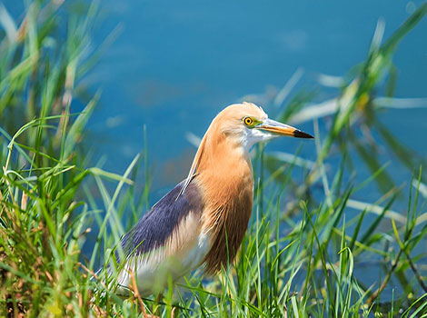 Javan pond heron in marsh habitat