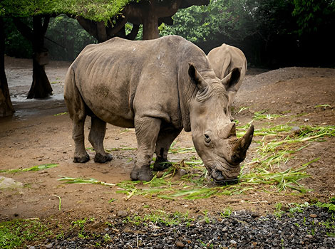 Javan rhinoceros single horn and thick gray skin