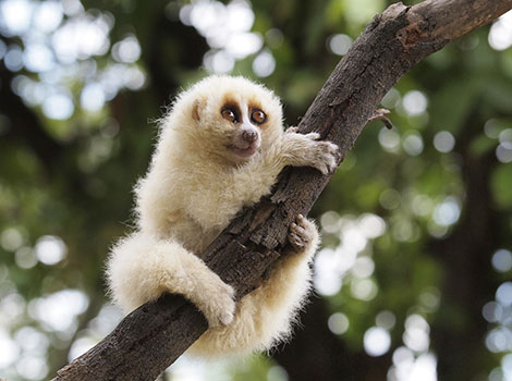 Javan Slow Loris large round eyes and soft fur