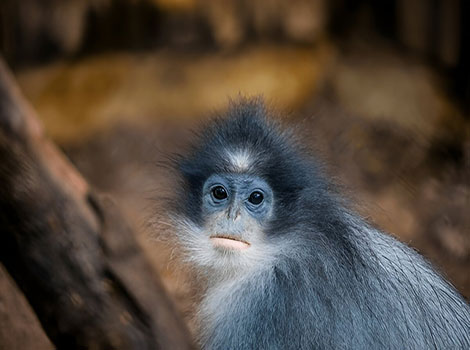 Javan Surili long limbs and reddish-brown fur