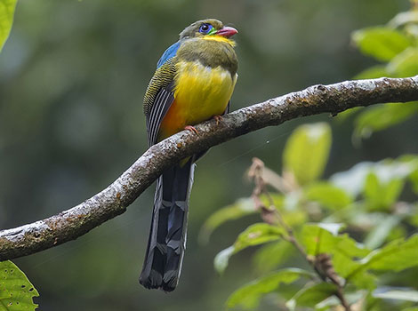 Javan trogon with striking red and green plumage
