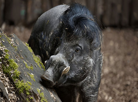 Javan Warty Pig coarse bristly hair and facial warts