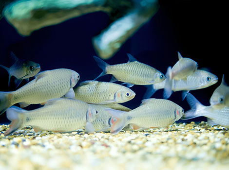 Javanese barb with red and gold scales