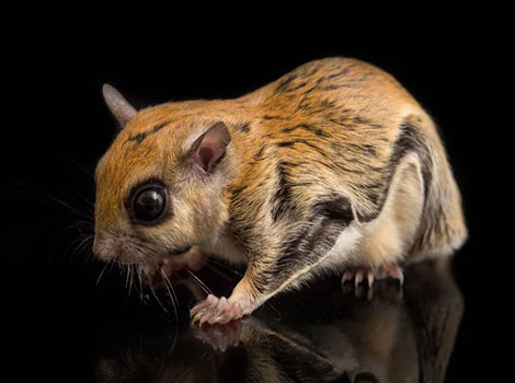 Javanese Flying Squirrel large patagium and fluffy tail