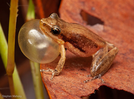 Javelin frog with bright yellow body