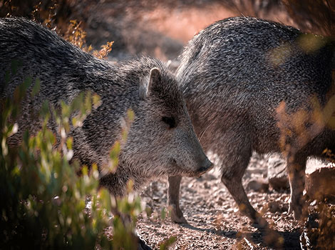 Javelina dark bristly coat and white shoulder band