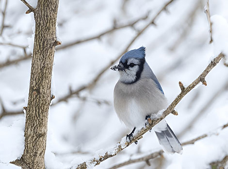 Jay perched on a tree branch