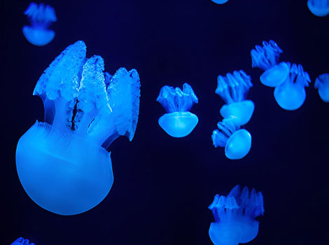 Jelly blubber drifting through shallow waters