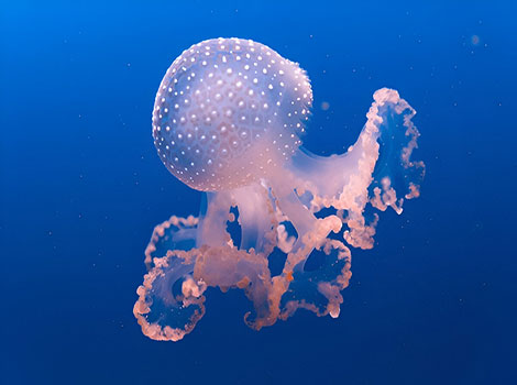 Jellyfish drifting gracefully in the ocean