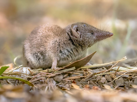 Jenkins's shrew tenrec small body and dense fur