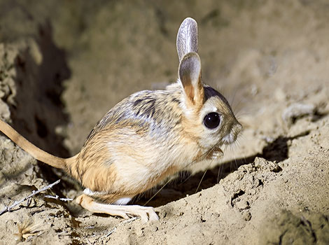 Jerboa leaping across the desert sands