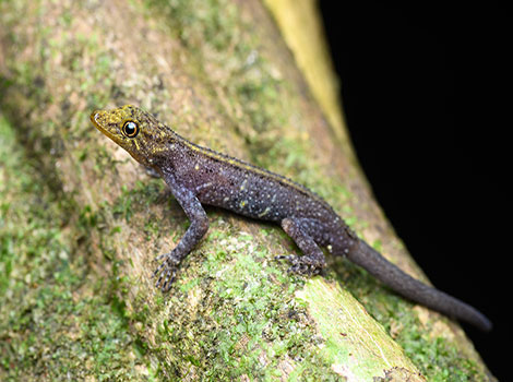 Jerdon's Day Gecko vibrant green lizard with red eyes