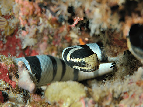 Jerdon's Sea Snake with paddle-like tail and dark bands
